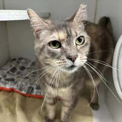 Cat resting comfortably in shelter room