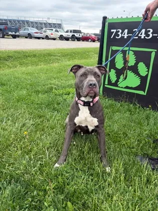 Elsie