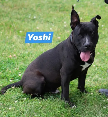 Yoshi