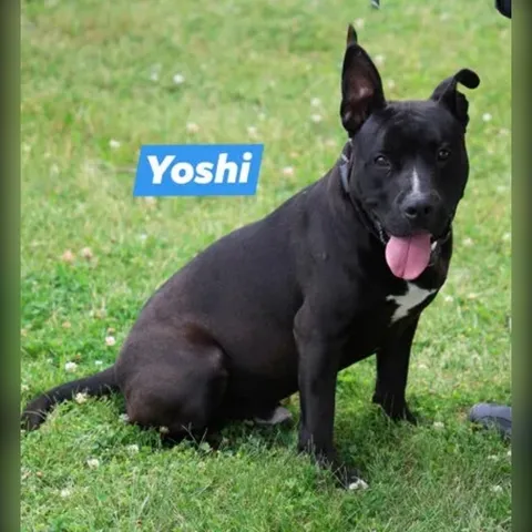 Yoshi