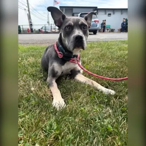 Lola