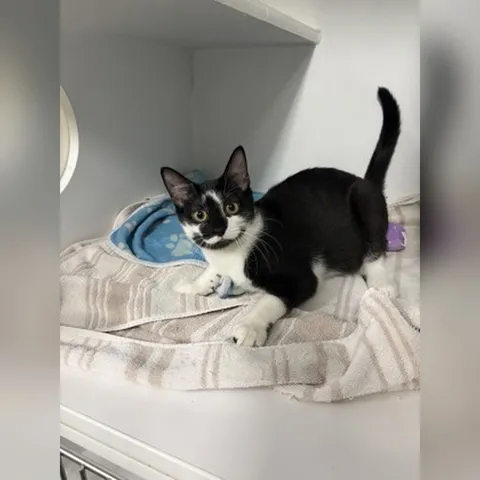 Solo