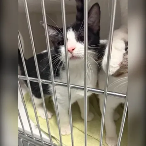 Duke