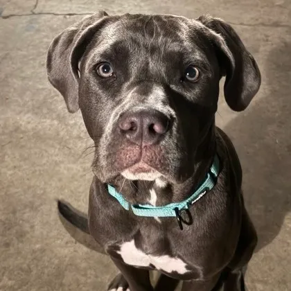 Stella