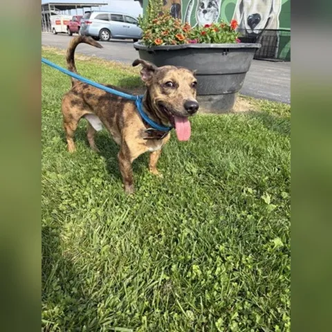 Rocco